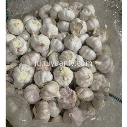 paket kecil bawang putih putih normal